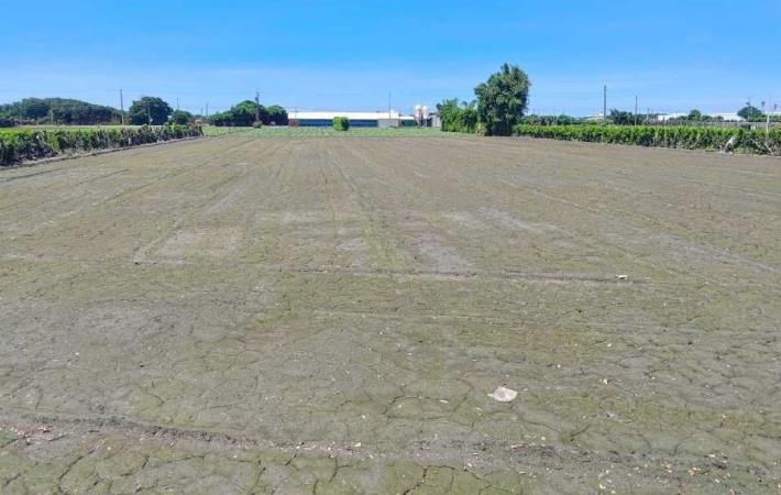 1.本次發掘土地之現況，田埂上可見原文化層被翻出之貝塚與陶瓷遺物。